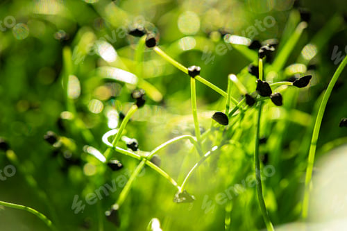 Preview: Salad micro greens growing bunch close up