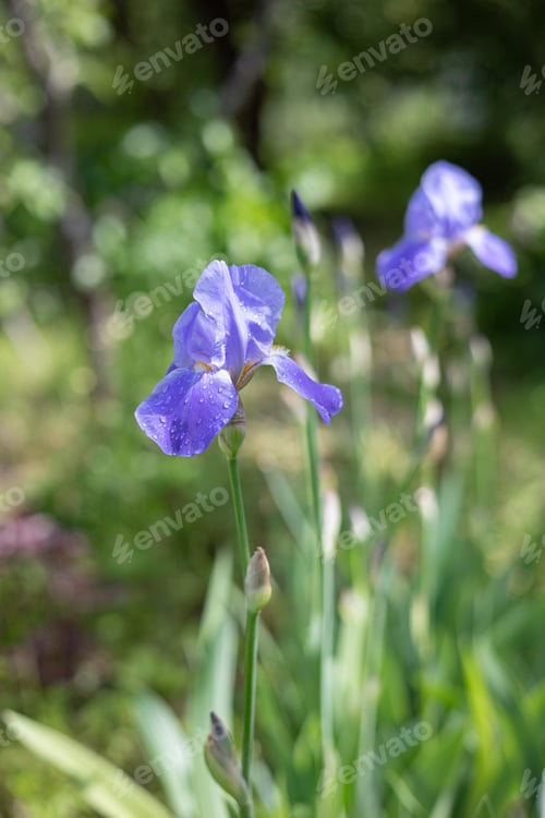 Preview: Flower of bearded iris (Iris germanica) with rain drops on green natural background