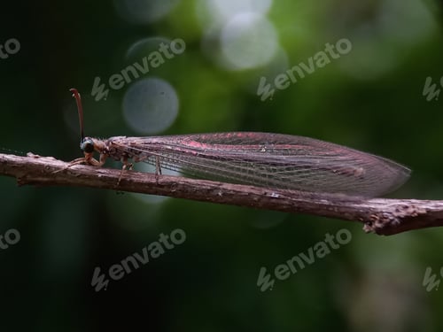 Preview: Antlion photo