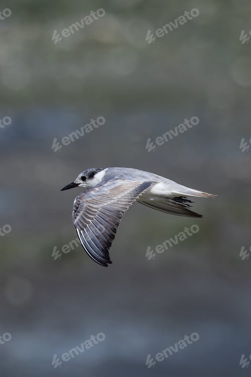 Preview: Close-up of a gull-billed tern in flight