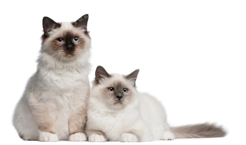 Preview: Birman Kittens, 4 months old, sitting in front of white background