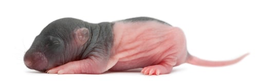 Preview: Baby rat, 5 days old, in front of white background