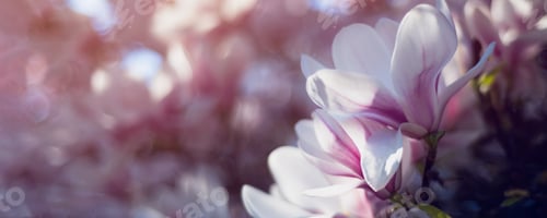 Preview: Pink Magnolia Tree with Blooming Flowers during Springtime