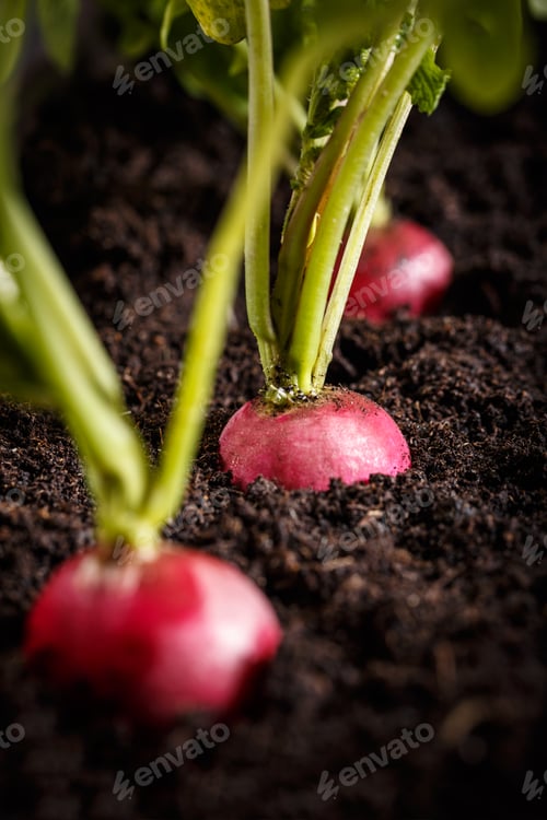 Preview: Fresh radishes on the ground