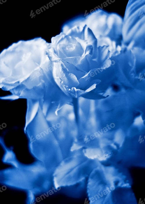 Preview: Ice Rose