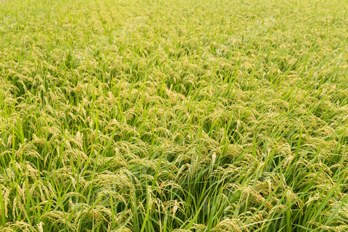 Preview: Rice field