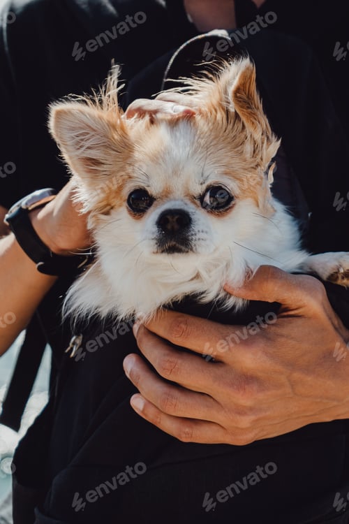 Preview: Chihuahua dog in a travel backpack. The dog travels with the man in his bag.