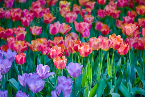 Preview: Tulip flowers for decoration, beauty, postcard and agricultural concept design