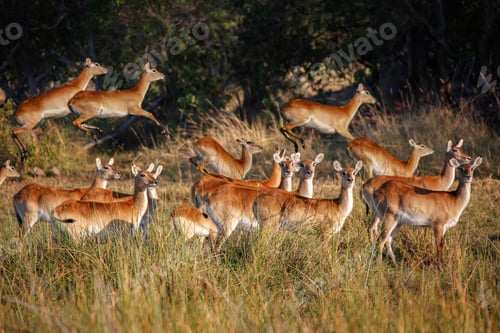 Preview: Group of female Red Lechwe - Okavango Delta - Botswana