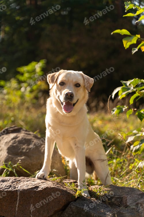 Preview: Labrador retriever posing on a rock in a forest