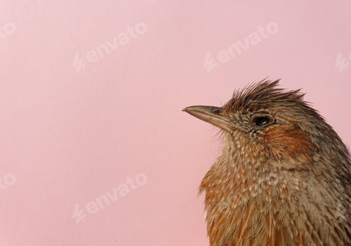 Preview: Overhead view of a dead bird isolated over pink background