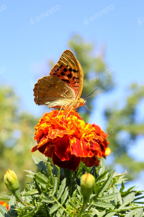 Preview: Orange butterfly on an orange flower against the sky