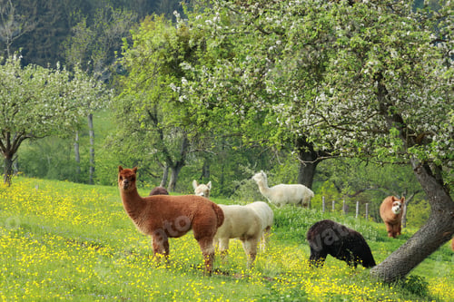 Preview: Scenic view of alpacas grazing on a green field near tree blossoms