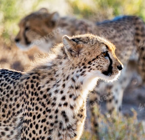 Preview: A Beautiful and Breathtaking wildlife in the World