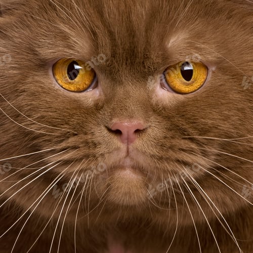Preview: Close-up of British shorthair cat, 2 years old
