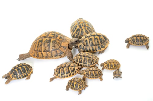Preview: Hermanns Tortoise and baby turtles