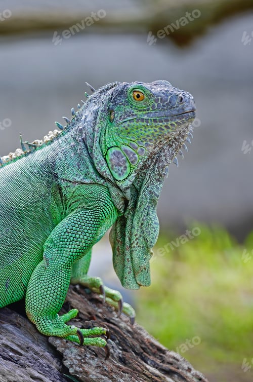 Preview: Green Iguana
