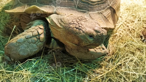 Preview: Close up portrait of a giant tortoise muzzle looking around.