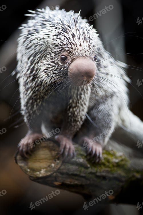 Preview: Close-up of a cute Brazilian Porcupine (Coendou prehensilis; sha