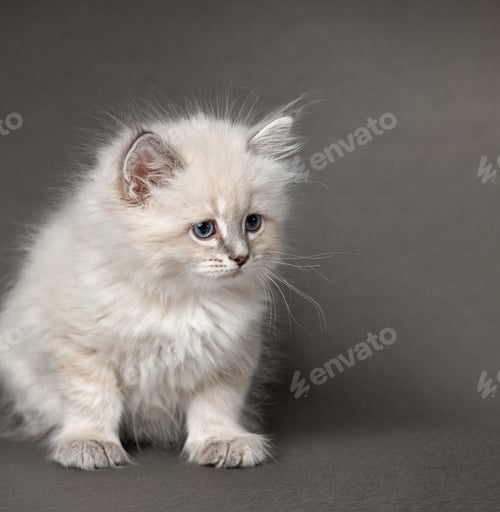 Preview: Fluffy playful white cat on a gray background Looks up and sideways