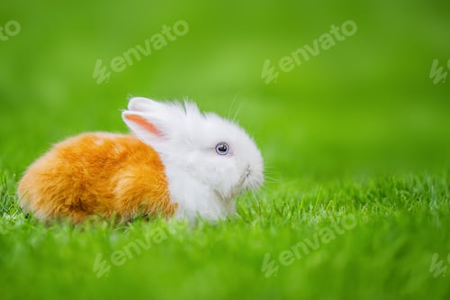 Preview: Cute Easter Bunny in the meadow.
