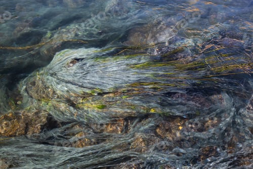 Preview: View of colorful grass in a river of natural Hot Springs at Hot Creek Geological Site