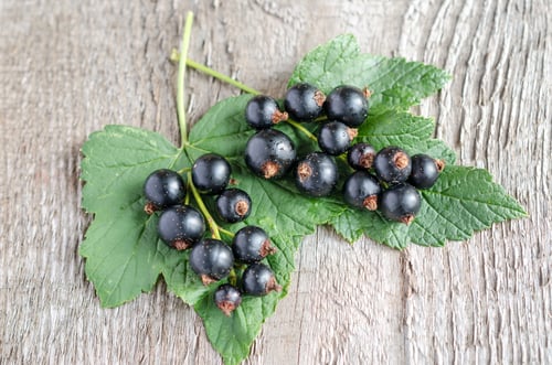 Preview: Blackcurrant