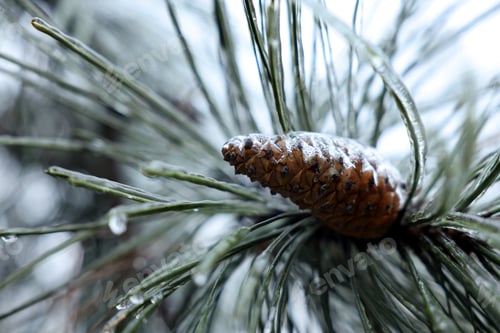 Preview: Pine branch with cone in ice glaze outdoors on winter day, closeup