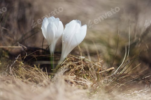 Preview: Spring flowers in grass