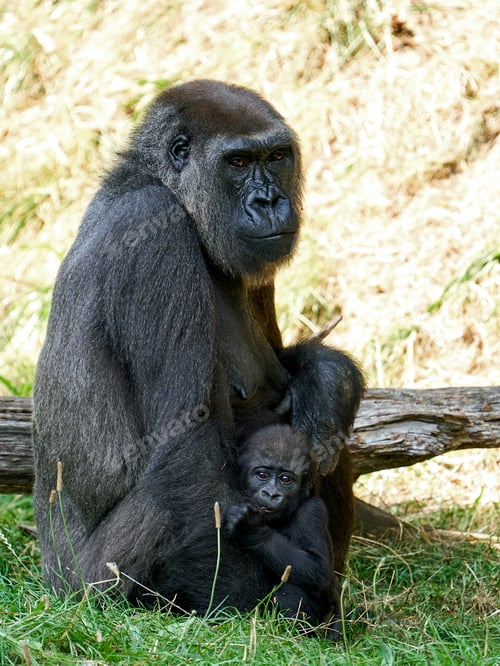 Preview: Western lowland gorilla (Gorilla gorilla gorilla)