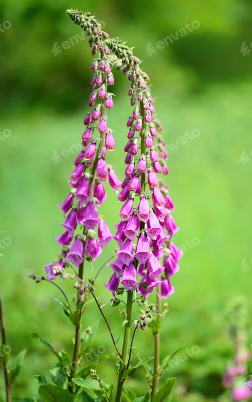 Preview: Flowering foxglove flowers (Digitalis purpurea) in a garden