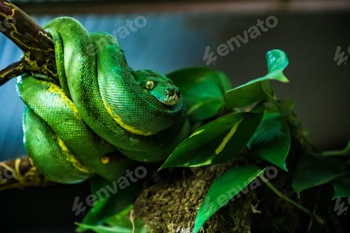 Preview: snake on a branch. Exotic Reptile
