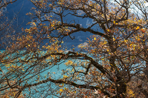 Preview: an autumn tree with golden leaves stands on the shore of an azure turquoise pond on a sunny day