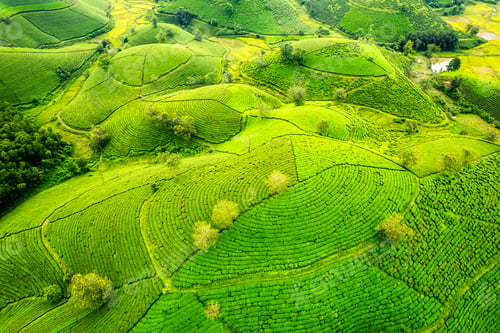 Preview: Long Coc tea hill in agricultural field on highland in countryside