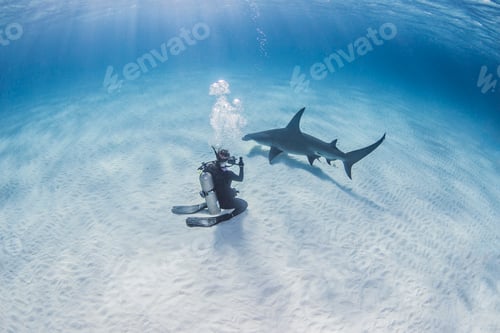 Preview: Diver taking photograph of Great Hammerhead Shark
