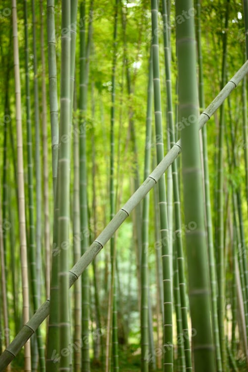Preview: Single bamboo plant growing diagonal in an all vertical bamboo forest.