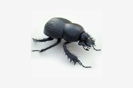 Preview: Lateral view of a horned dung beetle