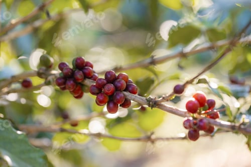 Preview: Coffee tree concept. Organic coffee berries beans.