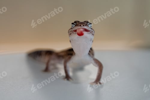 Preview: Cute Leopard Geckos (Eublepharis Macularius) on blur background