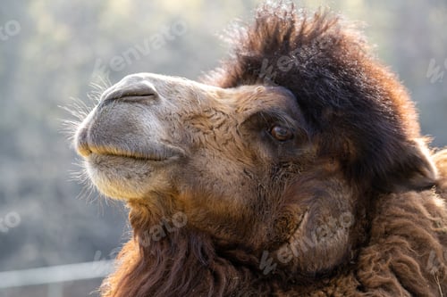 Preview: Closeup of a beautiful camel in a zoo on a sunny day