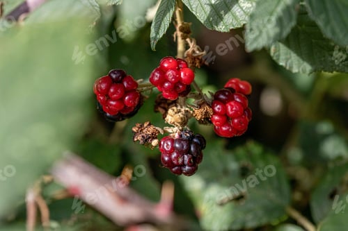 Preview: Lush bush of ripe blackberries, ready to be harvested