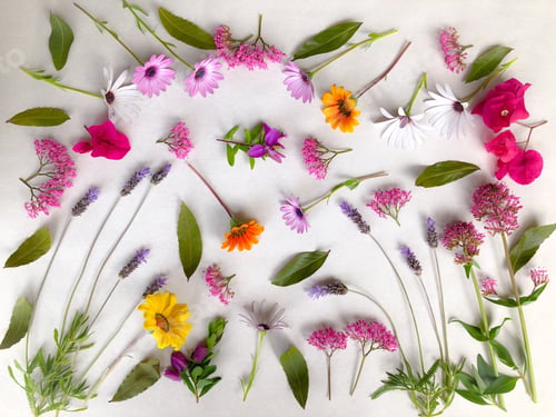 Preview: Colorful flat lay. Freshly picked garden flowers on a plain background.