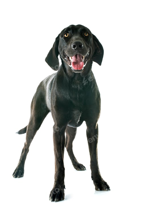 Preview: labrador retriever