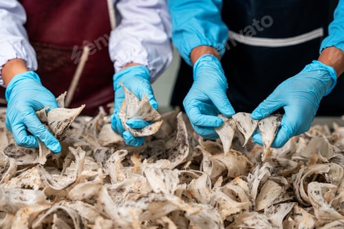 Preview: Raw edible bird's nest materials