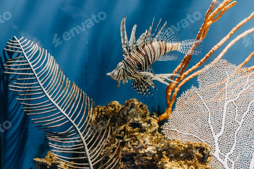 Preview: A fish in an aquarium