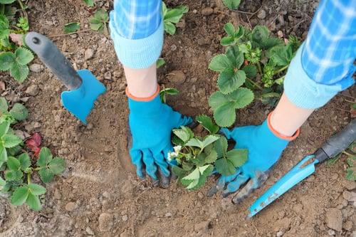 Preview: Spring garden, hands of woman in gloves with garden tools plant strawberry bushes in soil
