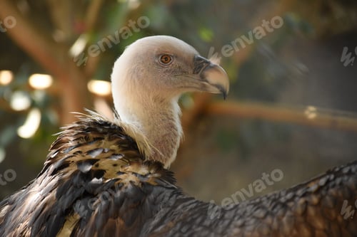 Preview: Close-up shot of a vulture, gazing off into the distance