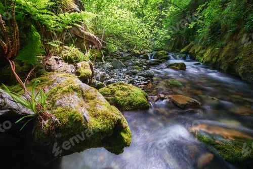 Preview: Riparian vegetation on an old dead trunk on the banks of a river