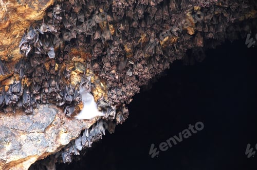 Preview: Bat cave on Bali with lot of bats hanging from wall