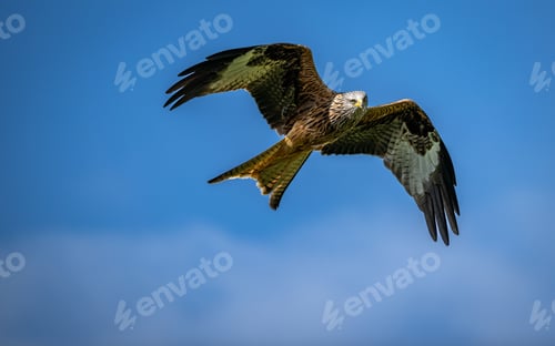 Preview: Majestic red kite soaring in the clear blue sky